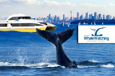 Visit Sydney Whale Watching Cruise