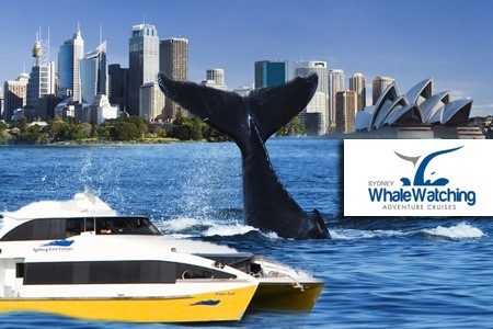 Visit Sydney Whale Watching Cruise