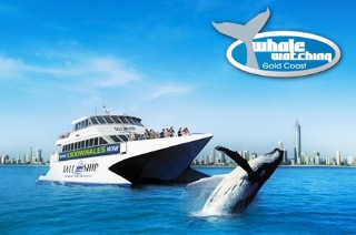 Visit Full-Day Whale Watching and Island Adventure on the Gold Coast