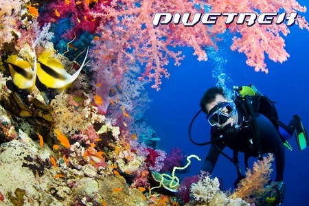 Visit Sydney: Open Water Diver Certification